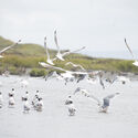 Architecture Inspired by Birds: Fundación Cosmos and the Wetland Parks of Chile - Image 10 of 25